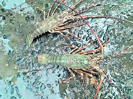 ● రయ్‌ రొయ్య మంటూ..