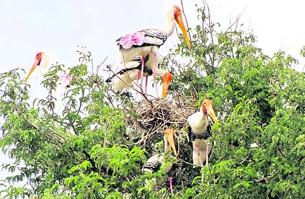 వెదురుపట్టుకు దక్కని ప్రాధాన్యం 