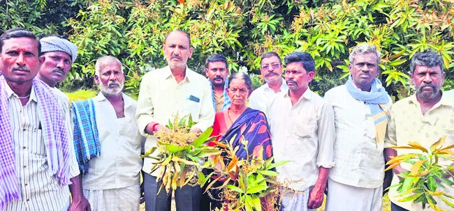 మామిడి పూతపై గడ్డి మందు పిచికారీ 