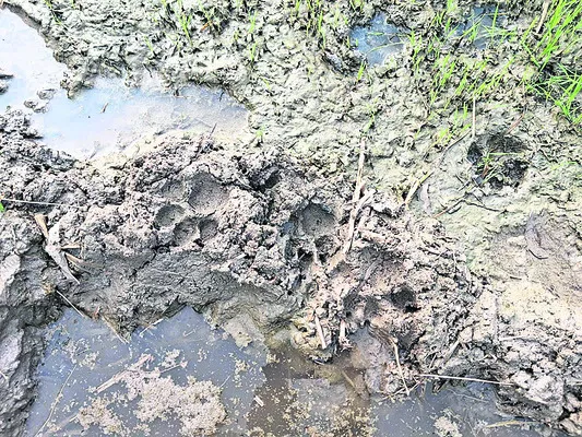 ఎన్గల్‌ శివారులో చిరుత సంచారం