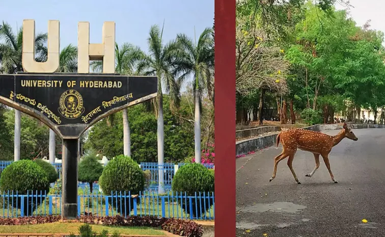 గచ్చిబౌలిలో కారును ఢీకొట్టిన జింక