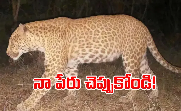 Leopard of ultra rare strawberry colour variation spotted in Karnataka for the first time