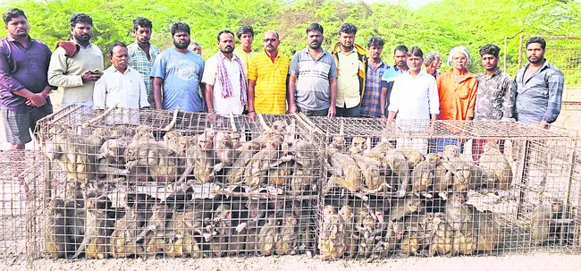 కోతులను పట్టించారు