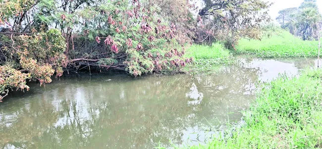 పంట కాలువలో ఆక్వా వ్యర్థాల విడుదల 