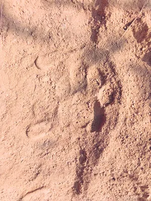 ముష్టిపల్లిలో  చిరుత సంచారం 