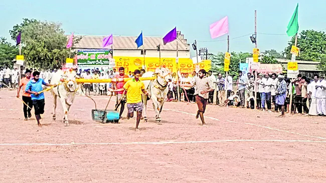 రాష్ట్రస్థాయి ఎడ్ల పోటీల విజేత వేటపాలెం 