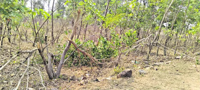 ప్రకృతి వనంలో చెట్లపై గొడ్డలి వేటు 