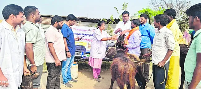 వేసవిలో మూగజీవాలు జాగ్రత్త 