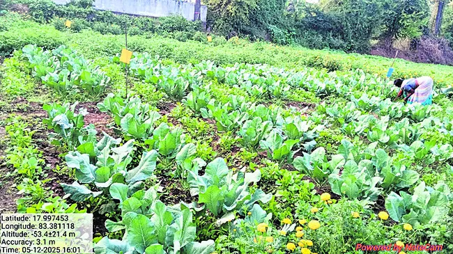 సాగులో లక్ష్మీకటాక్షం