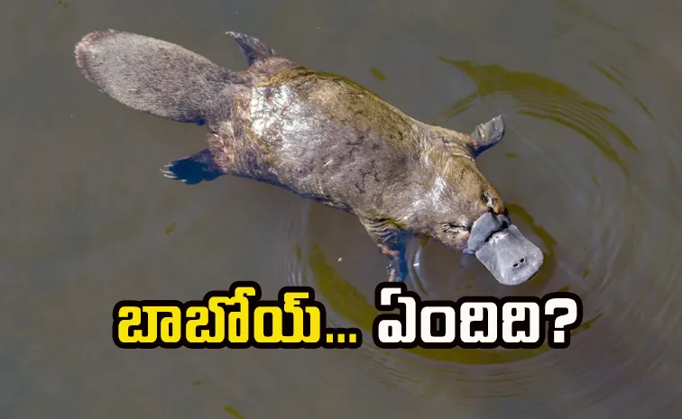 ఇదేం జంతువురా బాబూ!