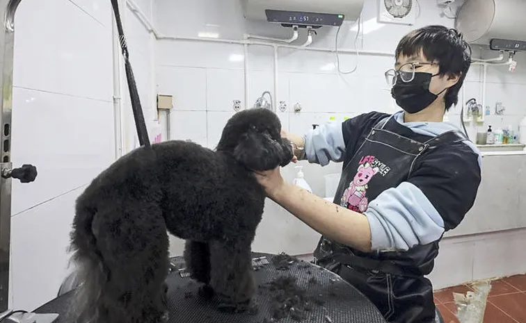 Babies out fur babies in China are choosing pets over parenthood