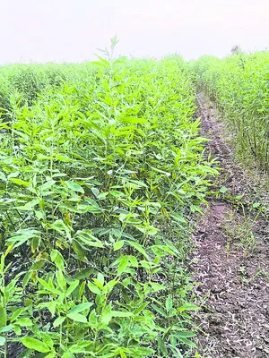 కందికి గొడ్డుకాలం