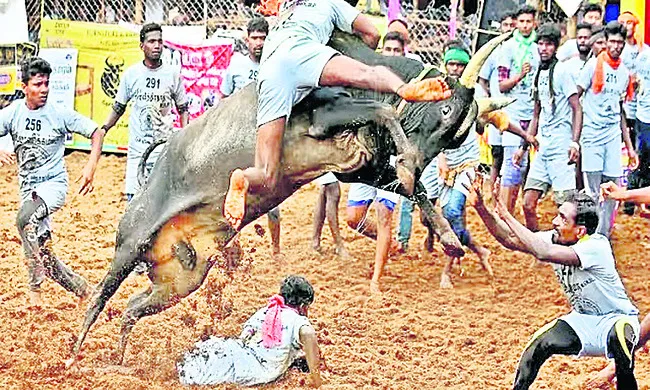 తచ్చాంకురిచ్చిలో జల్లికట్టు హోరు 