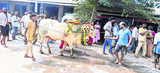 ఘనంగా తోడపెద్దు ఉత్సవం