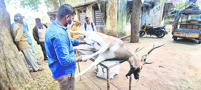 నాటుబాంబు కొరికి  జింక మృతి 