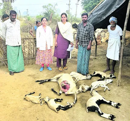 అడవిజంతువు దాడిలో ఏడు గొర్రెలు మృతి