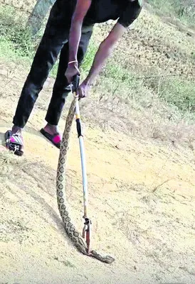 వామ్మో.. రక్తపింజర 
