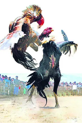 బరి కొద్దీ సిరి!