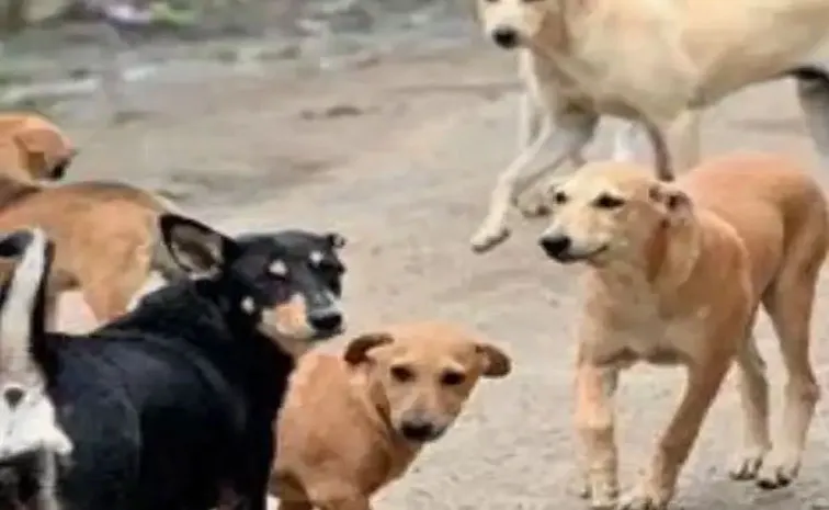 PETA India writes to PMO flags proposal to confine stray dogs
