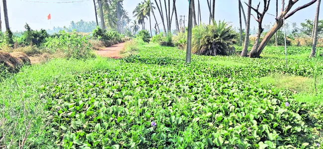 అవును.. ఇది పంట కాలువే! 
