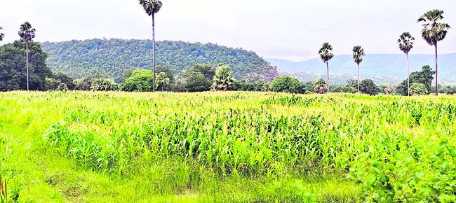 యాసంగి సాగు 54.7 శాతం