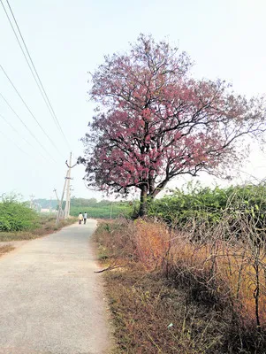 వేపచెట్లకూ కష్టమొచ్చింది!