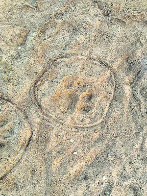 చుట్టపు చూ‘పులే’..! 