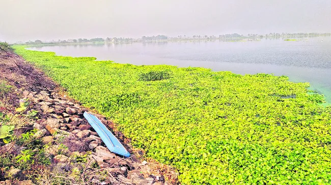 మూసీలో గుర్రపు డెక్క