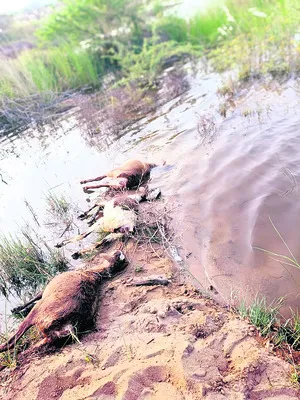 వెన్నాడిన ‘తమ్ముళ్ల’ పాపం 