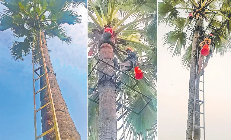 తాటి చెట్టంత ఉపాయం  