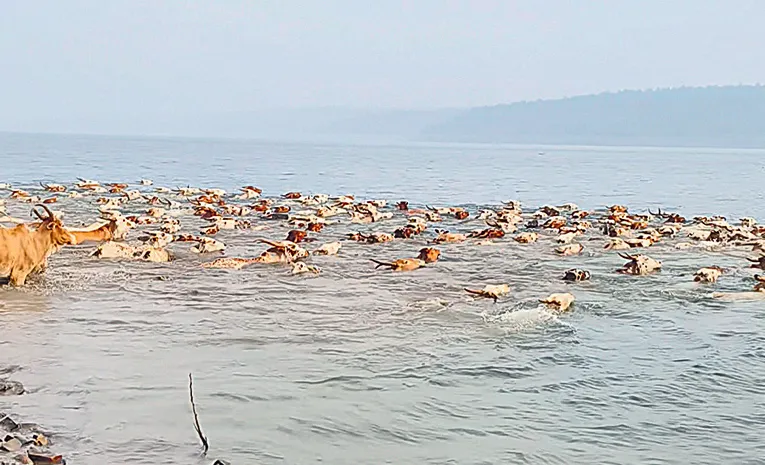 cows swim krishna river from nalgonda to andhra for grazing