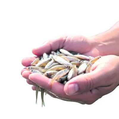 మత్స్యబీజ సంబురం 