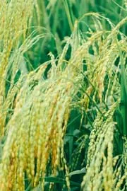 India Becomes World Largest Rice Producer Overtakes China