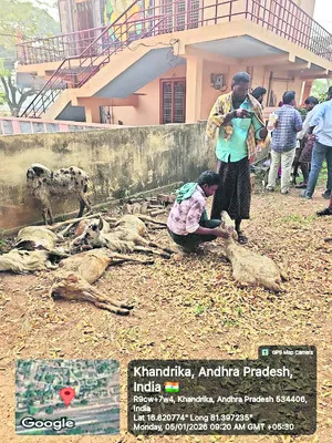 మందు వికటించి 19 గొర్రెలు మృతి 