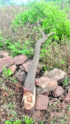 అటవీప్రాంతంలో సిరి గంధం చెట్ల నకిరివేత 