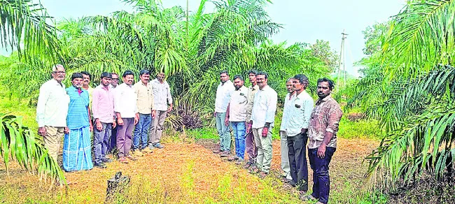 ఆయిల్‌పామ్‌ గెలలు ఇప్పుడే కోయొద్దు