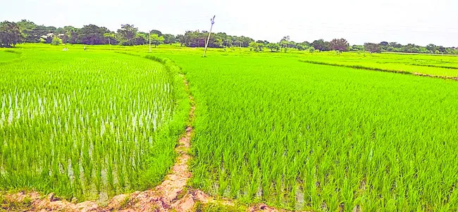 ఏదీ ‘భరోసా’!