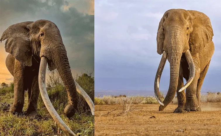 Kenyas beloved Craig, whose tusks weighed 45 kg each passed away