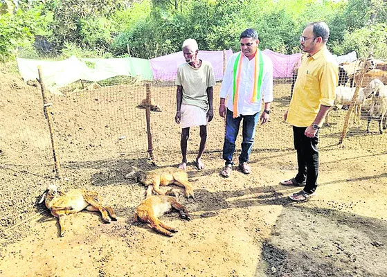 గొర్రెల మందపై కుక్కల దాడి