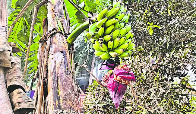 ● అరటి గెల.. ఆకట్టుకునేలా.. 