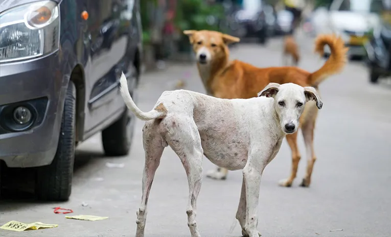 Supreme Court Flooded With Petitions in Street Dog Case, Says Bench2
