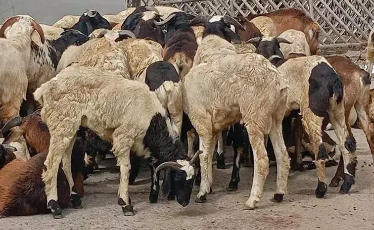 గొర్రె, మేకల రక్తం మాఫియా.. ఖంగుతిన్న అధికారులు!