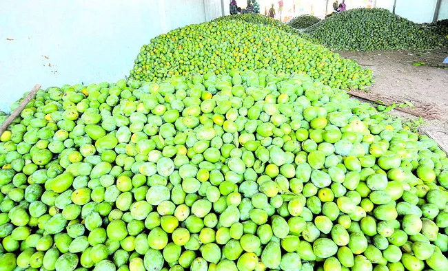 గుజ్జు..బతుకు నుజ్జు! 