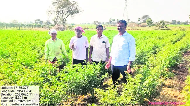 తెగులు.. దిగులు