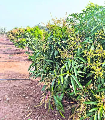 మామిడి పూతను నిలుపుకోవాలి 