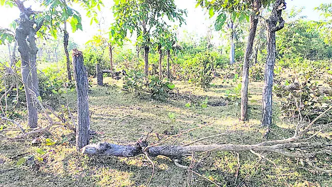 యథేచ్ఛగా మద్దిచెట్ల నరికివేత