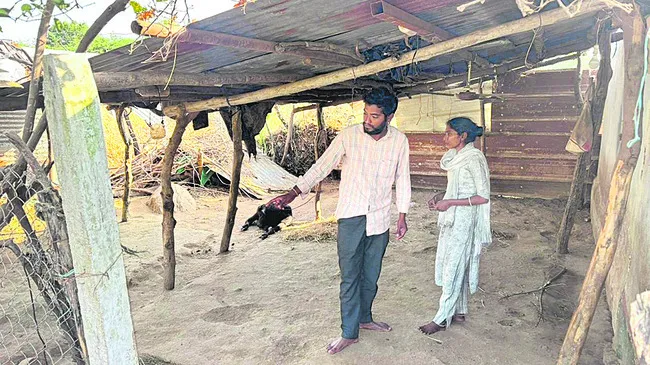 31 మేకల అపహరణ 