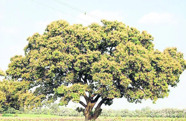 మామిడిలో పూత, పిందె 