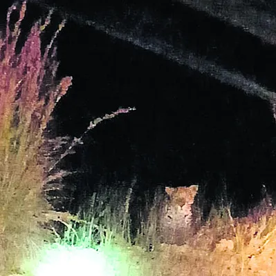 వామ్మో చిరుత 