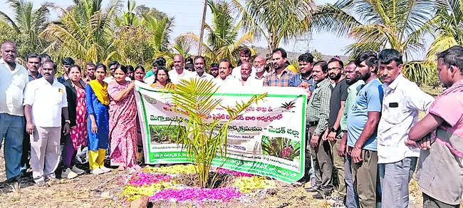 ఆయిల్‌పామ్‌ సాగుతో అధిక లాభాలు 